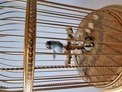 Small Singing Bird Cage by Reuge of Switzerland