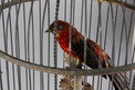 Antique large single singing bird-in-cage, by Jean Phalibois