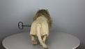 Rare antique leaping and growling lion automaton, by Roullet & Decamps