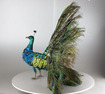 Peacock automaton, by Roullet & Decamps