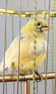 Antique coin-operated large singing canary-in-cage, by Bontems