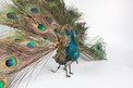 A very rare antique walking and fantail-displaying Indian peacock automaton, by Roullet & Decamps