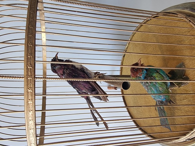 Antique large double singing bird-in-cage, by Bontems