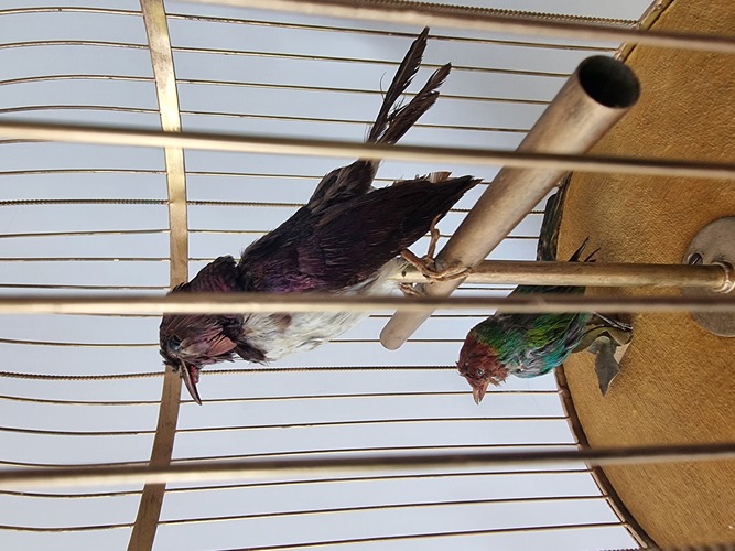 Antique large double singing bird-in-cage, by Bontems