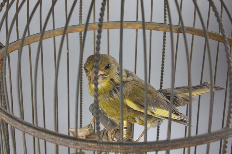 Antique large single singing bird-in-cage, by Jean Phalibois