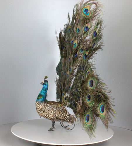 Antique life-size walking and fantail-displaying Peacock automaton, by Roullet & Decamps,