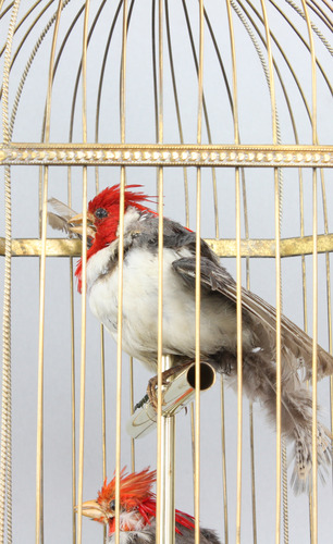 Antique double singing cockatiels-in-cage, by Bontems