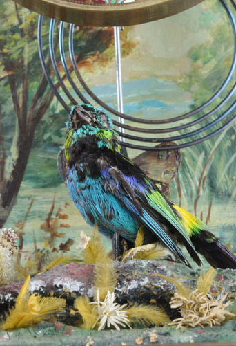 Rare antique gilt metal and champleve enamel timepiece-actuated singing bird, by Bontems