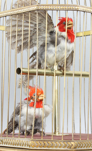 Antique double singing cockatiels-in-cage, by Bontems