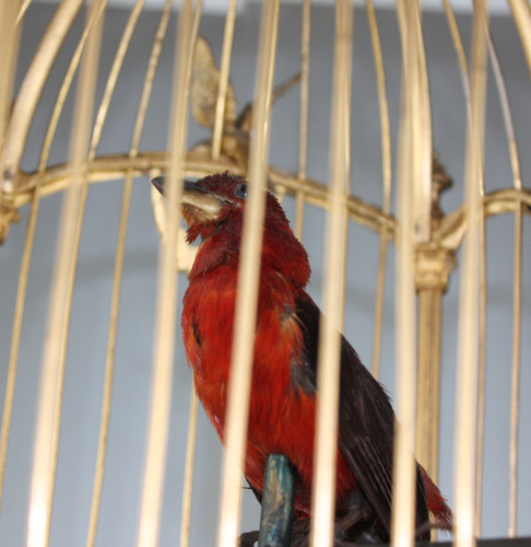 A stunning and very fine gilt bronze and Sevres plaque single singing bird-in-cage, by Bontems