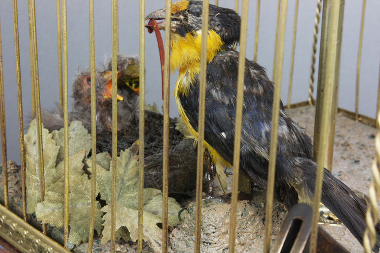 Antique double singing birds-in-cage with hungry chicks in nest, by Bontems