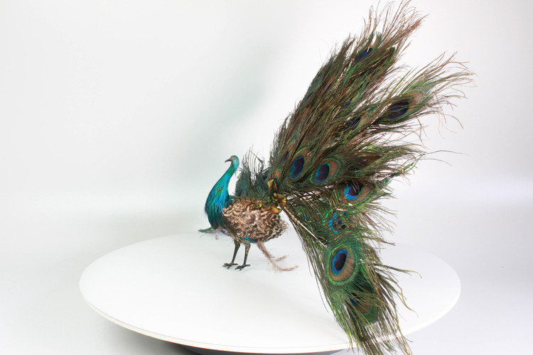 A very rare antique walking and fantail-displaying Indian peacock automaton, by Roullet & Decamps