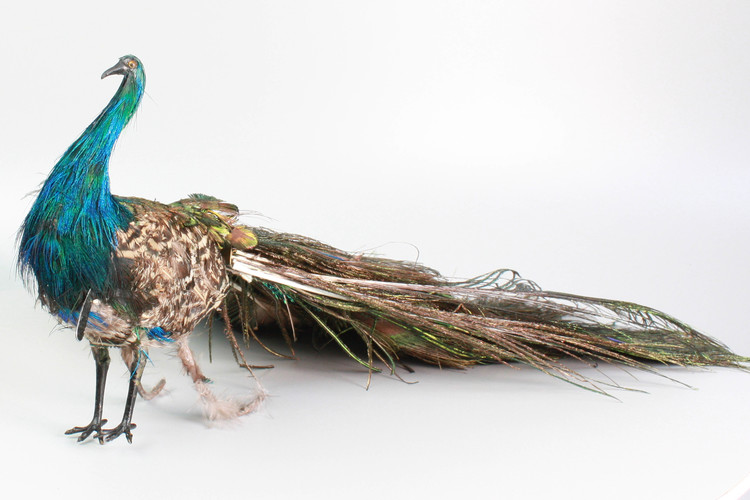 A very rare antique walking and fantail-displaying Indian peacock automaton, by Roullet & Decamps